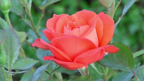 beautiful rose rad