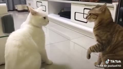 CATS Talking !!! Very FUNNY