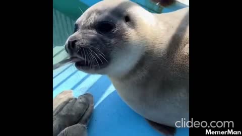 Cute Seal making you smile