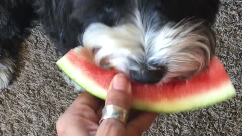 Adorable Dog Eating Watermelon Grabs a Nibble of Owner