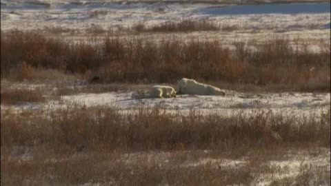 Keeping Out of the Town | Wild: Polar Bear Diary | BBC Earth