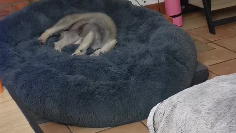 Wolfdog Pup Has a Rough Jump to Dog Bed