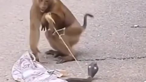 monkey scared of snake