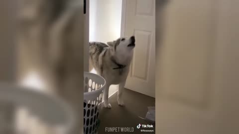 Husky Badass and Cute Tiktok Compilation