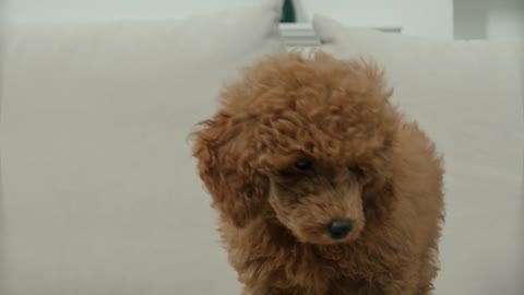 Brown poodle playing on the sofa