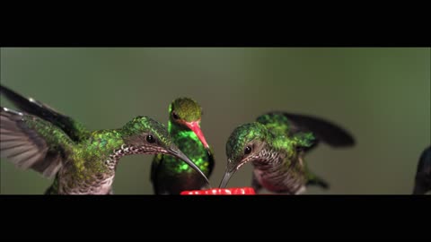 Hummingbird Shakes Off Bee at Feeder