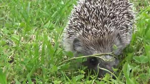 Hedgehog looking for lunch