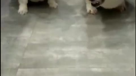 super funny dog video