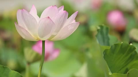 A very graceful lotus