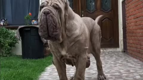 The Neapolitan Mastiff,Large italian breed😯😯😯I have never seen it before