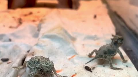 This baby horned lizard eating an ant for the fi