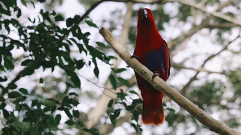 A red parrot in the branches