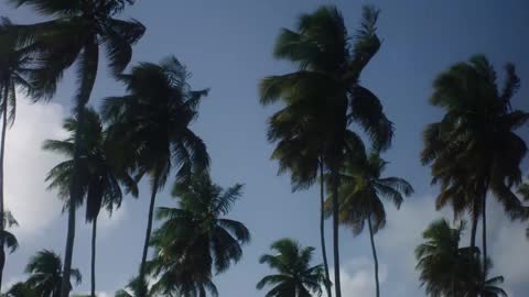 Palm trees blowing in the wind