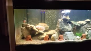 200 gallon update w/ commentary - Nov 28, 2020