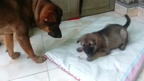 Puppy getting hit by it's mother