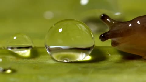 How snails drink water