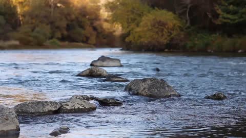 Relaxing Nature Sounds Forest River-Sleep Relaxation-Sound of Water