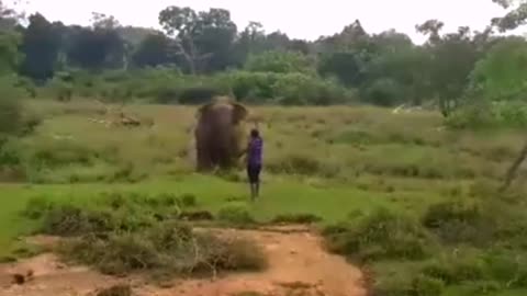 Foolish Guy Killed By Huge Elephant