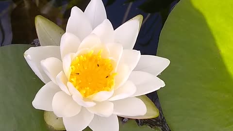 Water Lily