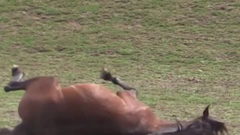 Wild and Free- The Brumbies of Mount Kosciuszkos Remote Ranges