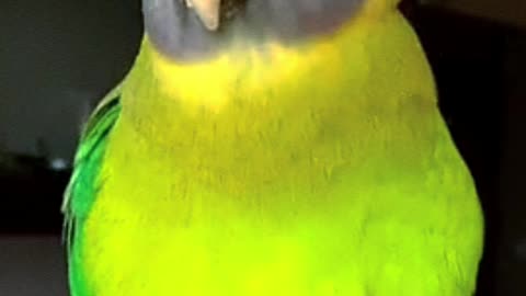 cute little bird singing