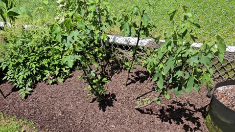 Fig Tree Pruning and Cuttings Update on my Chicago and Olympia Figs