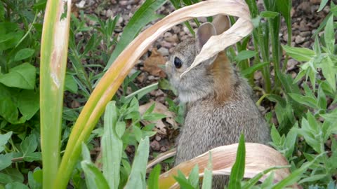 Baby rabbit eating