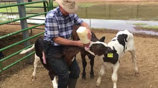 Cute Calf Feeding Frenzy