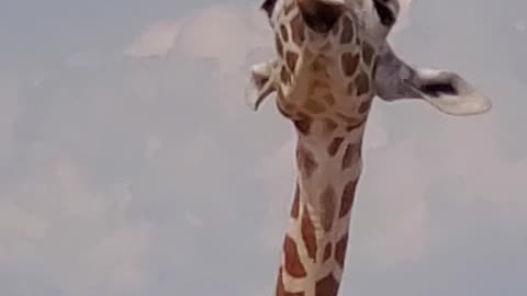 The talking giraffe