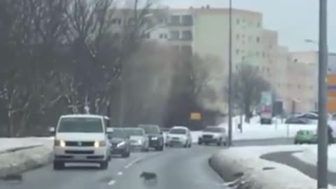 A family of wild boars crossing the road in the wrong place