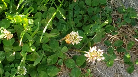 Honey bee on flowers