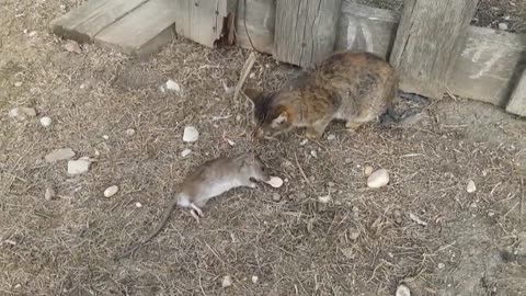 A small cat catches a large inventory in an amazing way