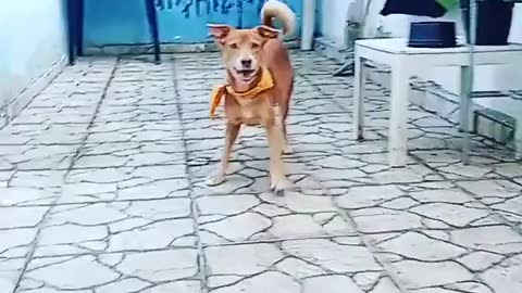 Dog playing