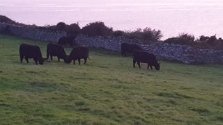 Cows enjoying a stunning beach side Sunday Sunset!