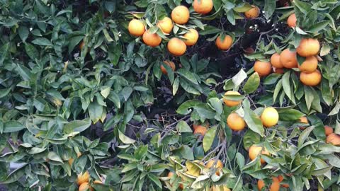 Oranges In My Backyard, Want Some? 🤣