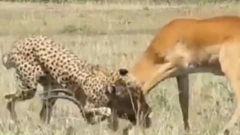 Cheetah killing male impala#shorts #wildlife