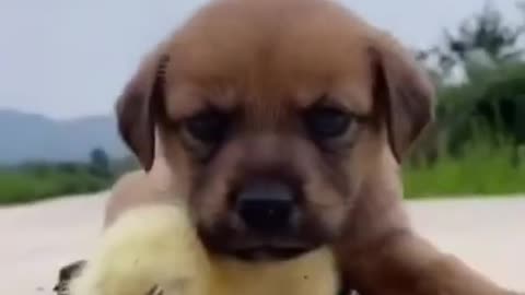 Cute puppy sleepy with his best friend duck❤