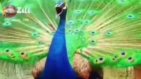 amazing peacock sound