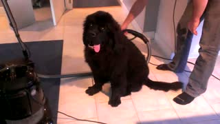 Vacuuming my Newfoundland