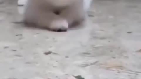 Funny dog video😂