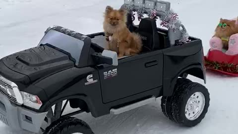 Pomeranian style sledding is the cutest thing ever!