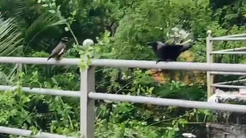 Mother Bird Scares Away Crows Attacking Her Baby