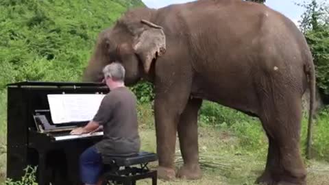 Playing piano with Elephant...🐘🎵🐘🎵