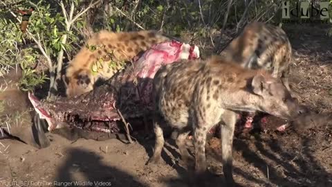 This Lioness Surprised Photographer In An Unexpected Way