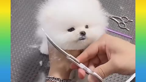 Cute dog puppy doing haircut with her owner