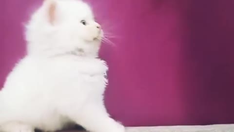 Adorable ragdoll persian kitten