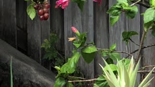 Backyard Birds Northern Cardinal’s male and female