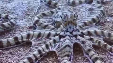 Mimic octopus close up