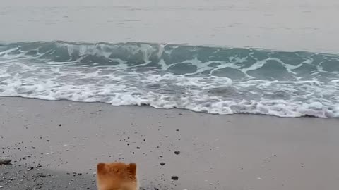 Pomeranian Belly Swims On Beach