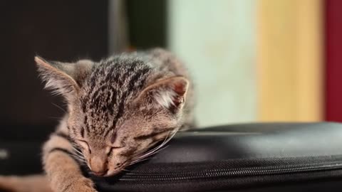 Cute cat video